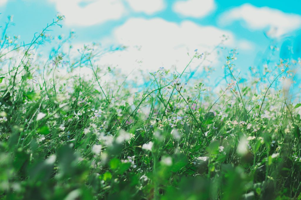 Allergie Blumen lösen Allergie aus