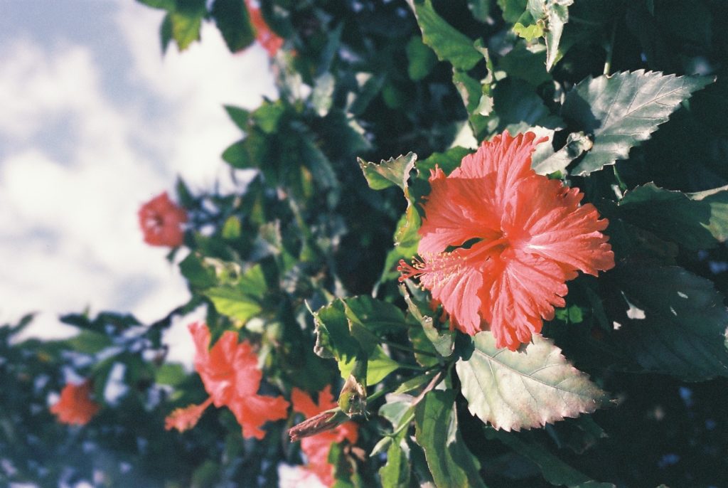 Düfte für den Sommer 2 Rote blühende Hibiskusblüten vor einem blauen Himmel.