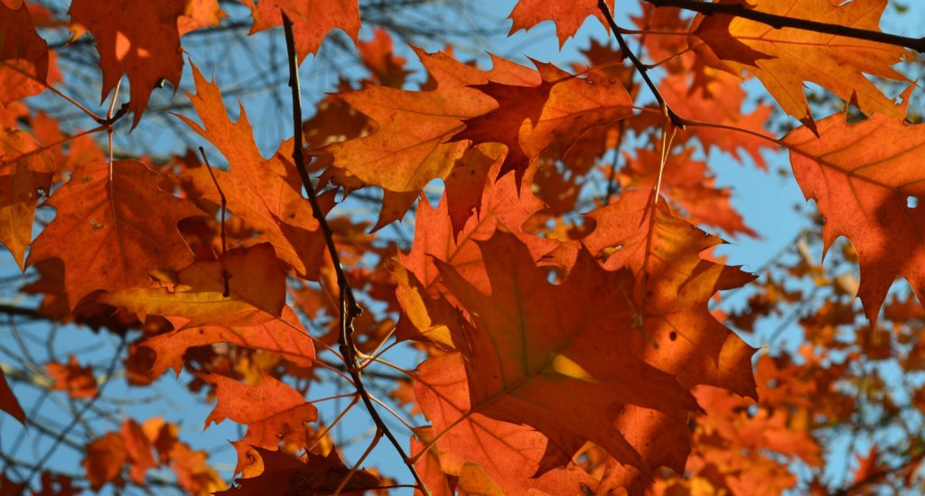 Leuchtend orange Ahornblätter vor strahlend blauem Himmel fotografiert.