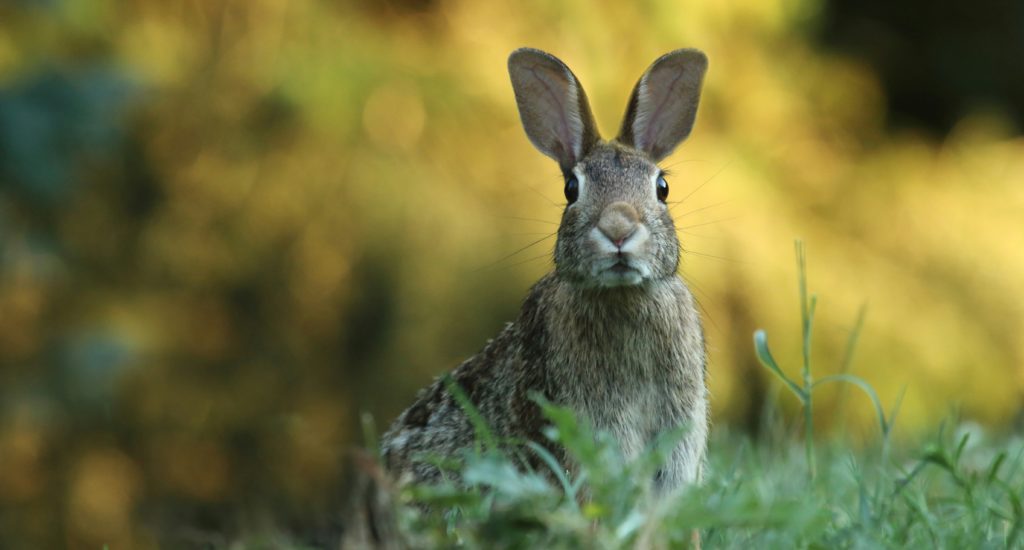 Ostern mit AERA