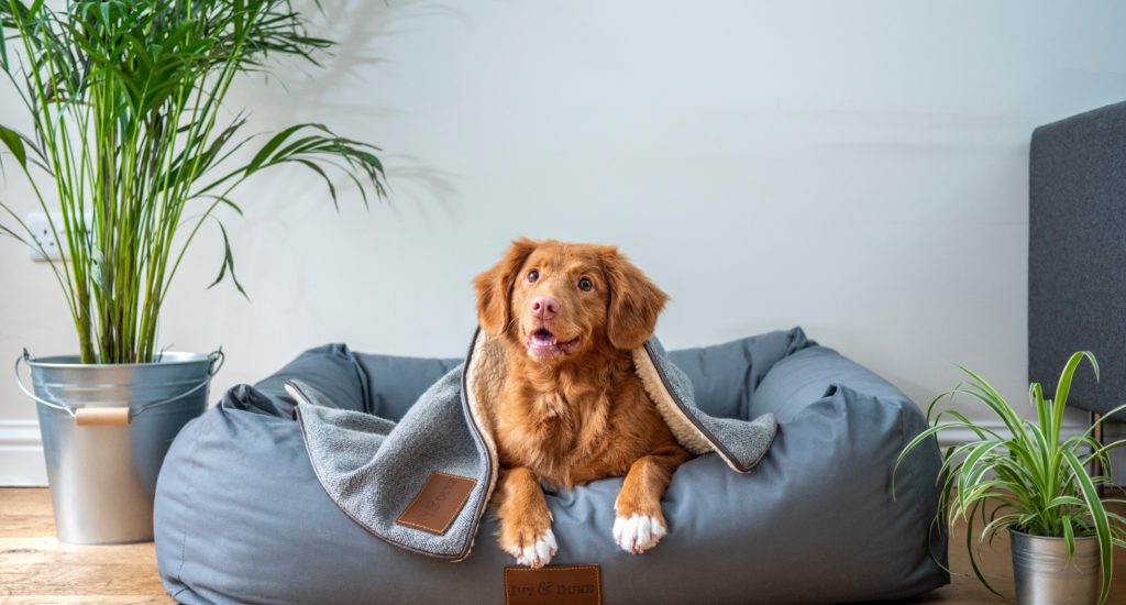 Ein Hund liegt in seinem Hundebett in einem Wohnraum mit Topfpflanzen