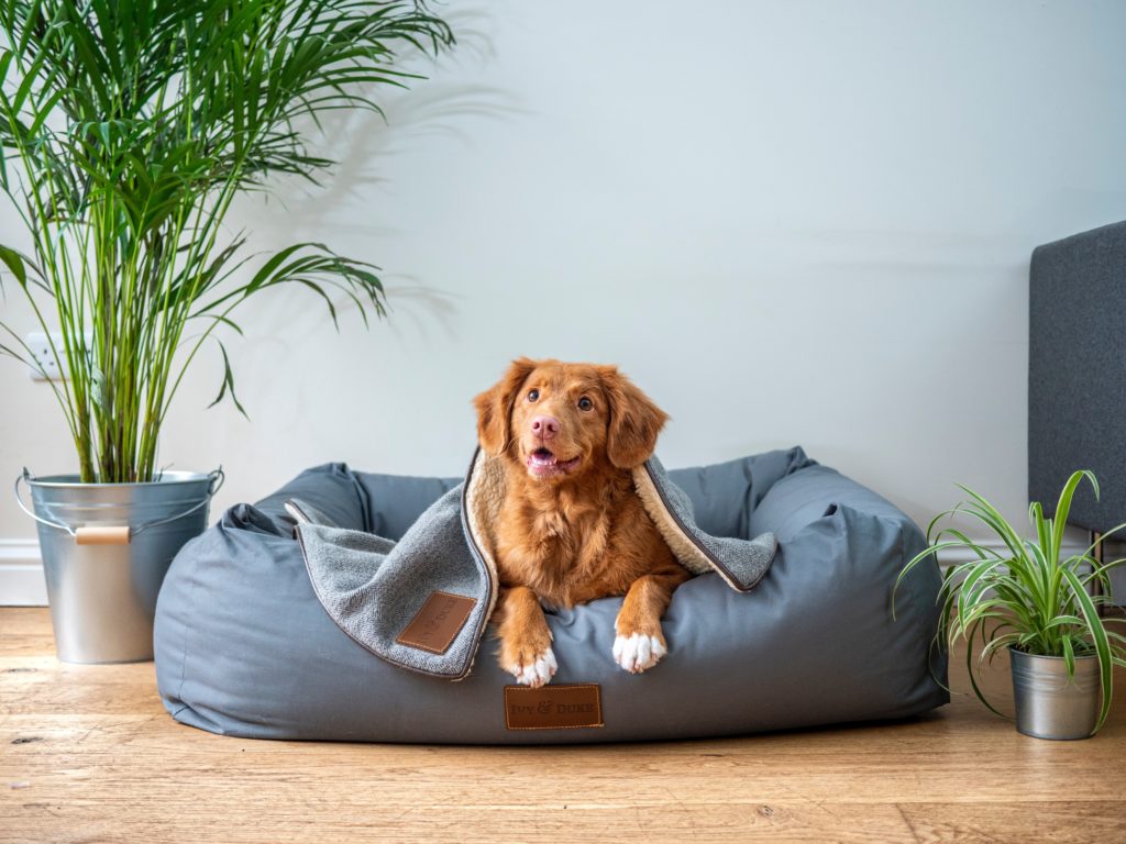 Hund mit Haustiergeruch
