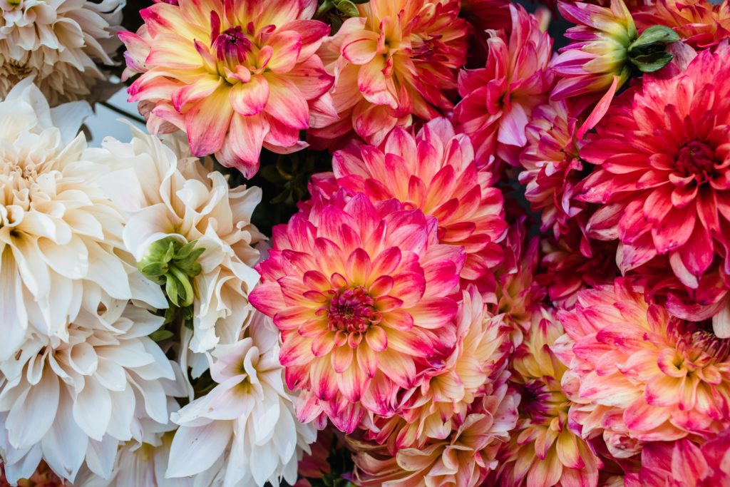 Nahaufnahme von bunten Dahlien. Herbstliche-Dekotipps.