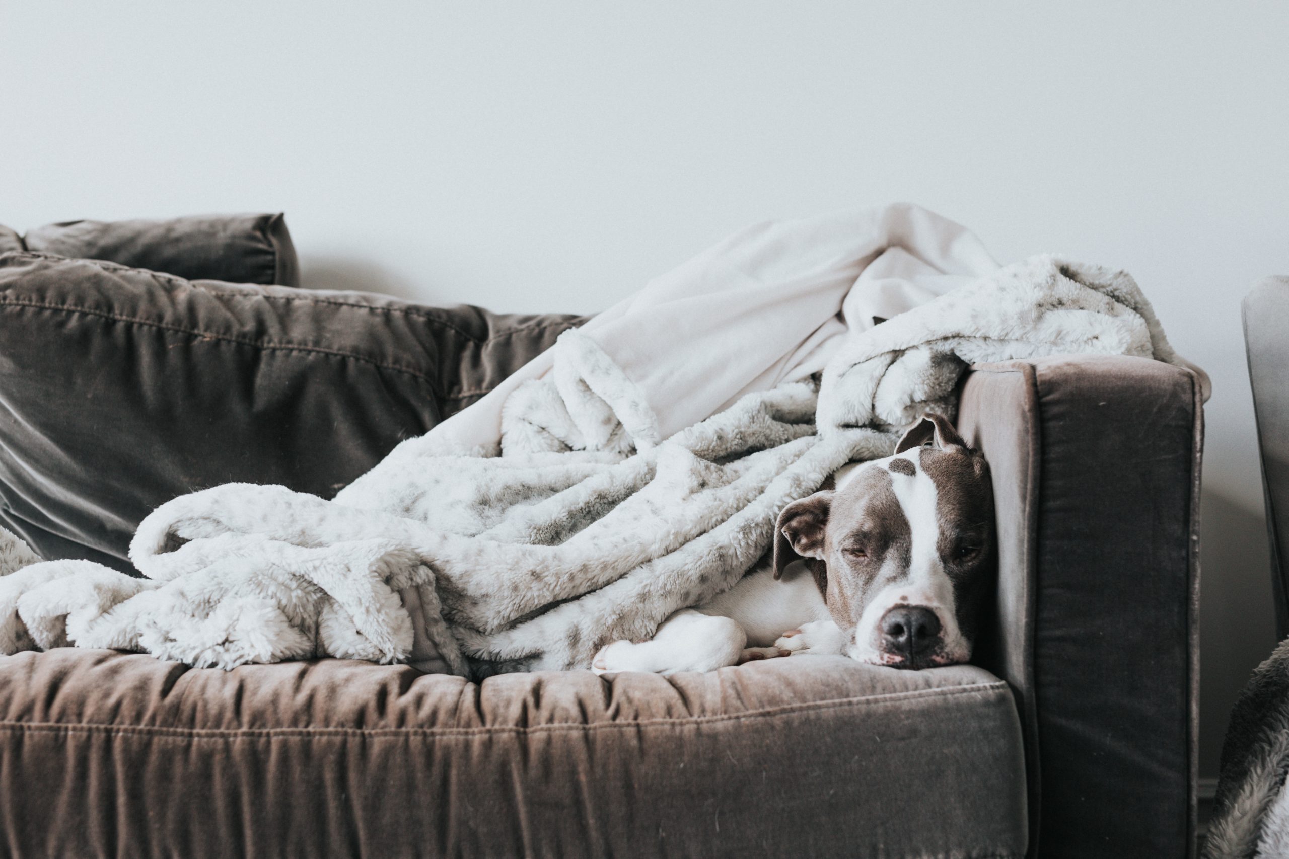 Hund Schl&auml;ft auf einer Couch eingeh&uuml;llt in Decken