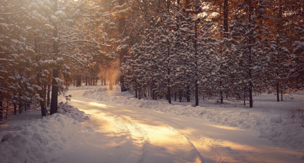 Zu sehen ist ein mit Schnee bedeckter Laubwald.
