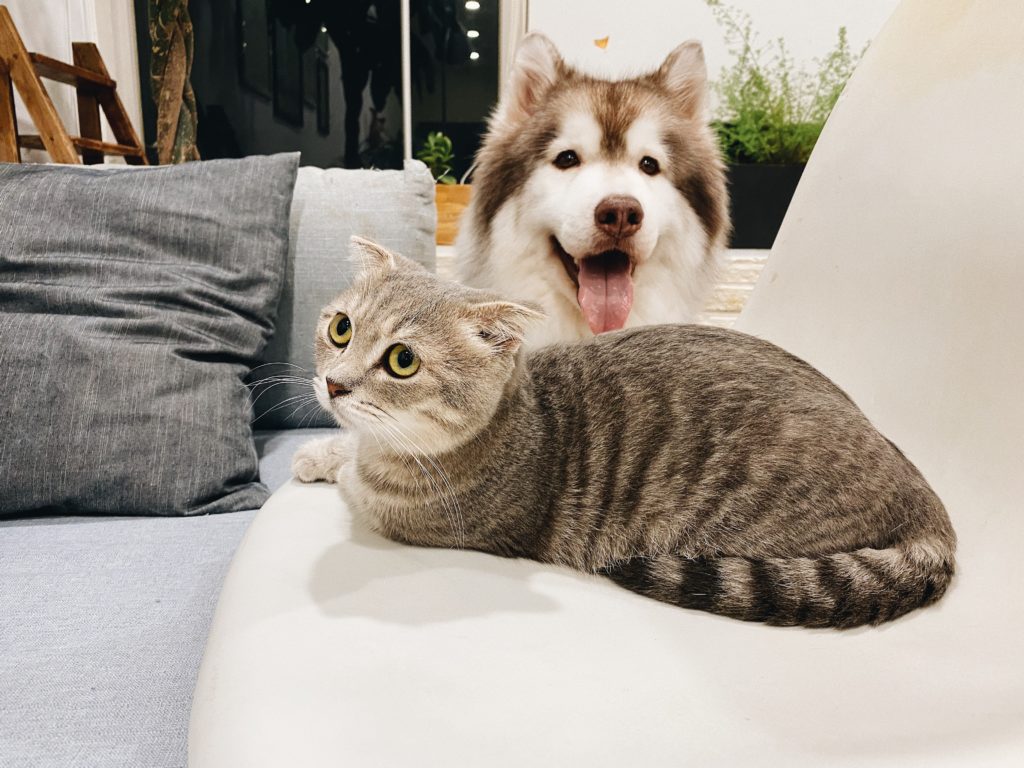 Tricks f&uuml;r Frischluftfeeling&ndash; trotz Wohnk&uuml;che, Hund & Co.